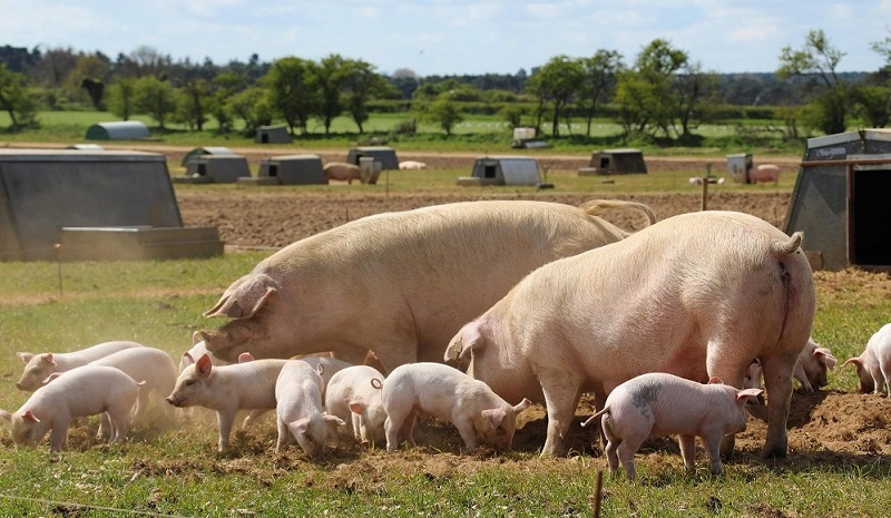 a herd of sheep grazing in a field